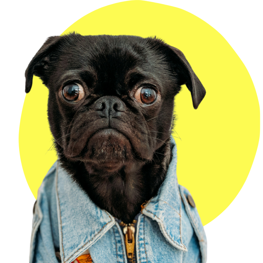 A cute pug dog posing for a corporate headshots