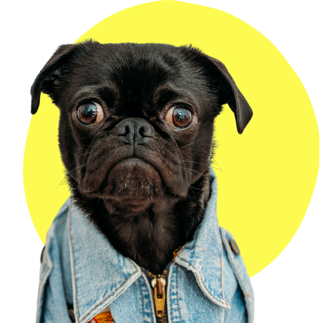 A cute pug dog posing for a corporate headshots